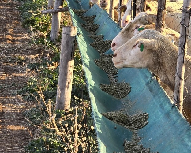 Sheep eating pelleted feed at a trough